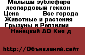 Малыши эублефара ( леопардовый геккон) › Цена ­ 1 500 - Все города Животные и растения » Грызуны и Рептилии   . Ненецкий АО,Кия д.